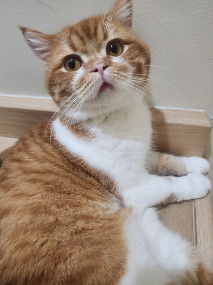 สก็อตติช โฟลด์ (Scottish Fold) แมว Scottish หูตั้ง สีส้มขาว