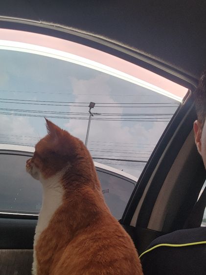 แมว Scottish หูตั้ง สีส้มขาว รูปที่ 16