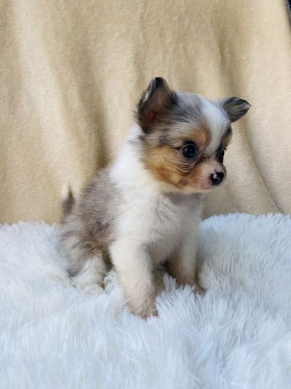 ชิวาว่าขนยาว รูปที่ 7