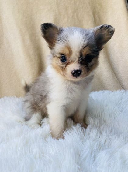 ชิวาว่าขนยาว รูปที่ 4