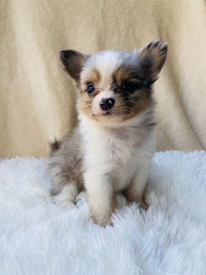 ชิวาว่าขนยาว รูปที่ 6