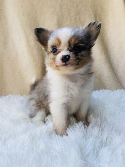 ชิวาว่าขนยาว รูปที่ 5