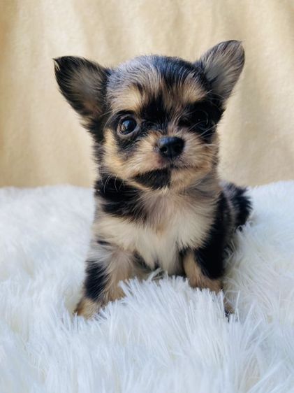 ชิวาว่าขนยาว รูปที่ 5