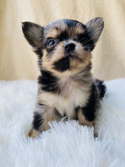 ชิวาว่าขนยาว รูปที่ 4