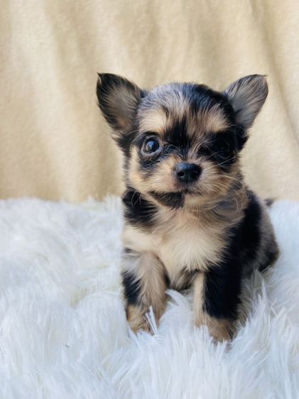 ชิวาว่าขนยาว รูปที่ 3