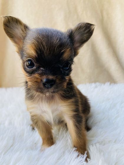 ชิวาว่าขนยาว