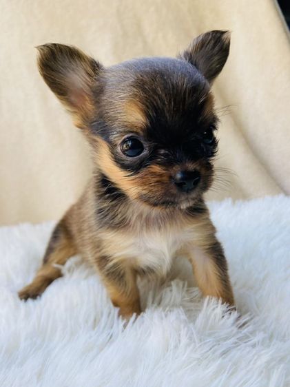 ชิวาว่าขนยาว รูปที่ 4