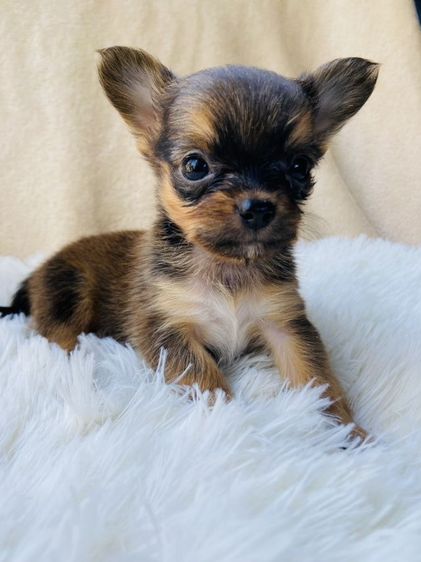 ชิวาว่าขนยาว รูปที่ 2