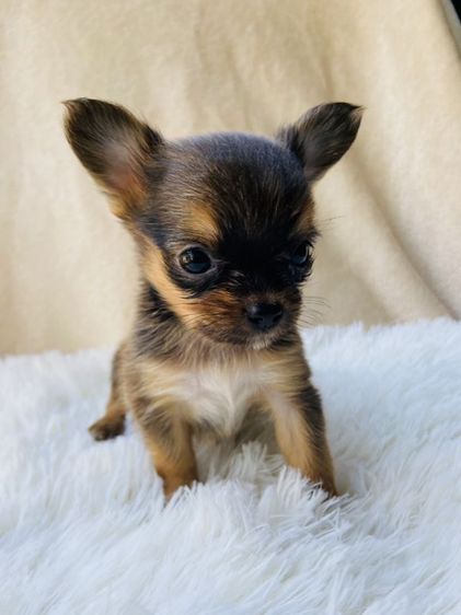 ชิวาว่าขนยาว รูปที่ 5