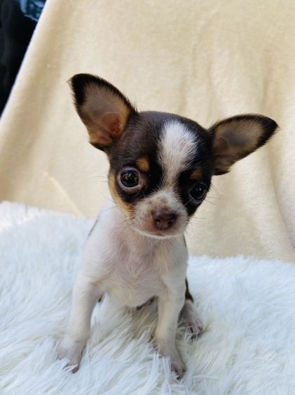 ชิวาว่าขนสั้น รูปที่ 3