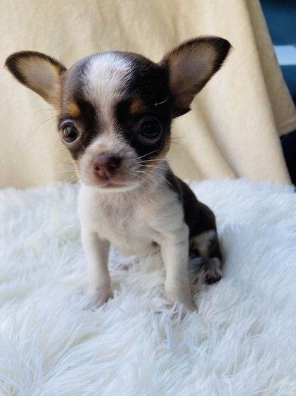 ชิวาว่าขนสั้น รูปที่ 2