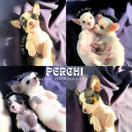 ลูกหมา ชิวาวาน้อย