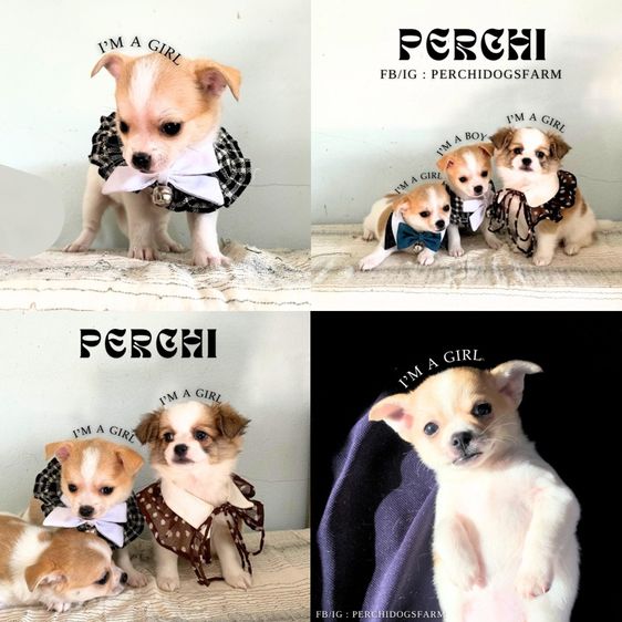 ชิวาวา (Chihuahua) เล็ก ชิวาวา ผสม ปอม