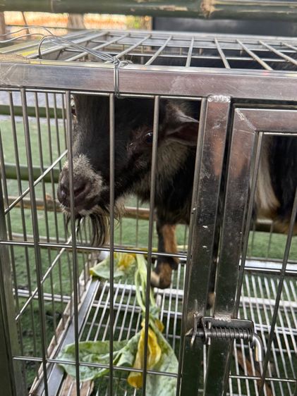 แพะแคระปริกมี่