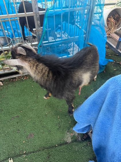 แพะแคระปริกมี่ รูปที่ 5