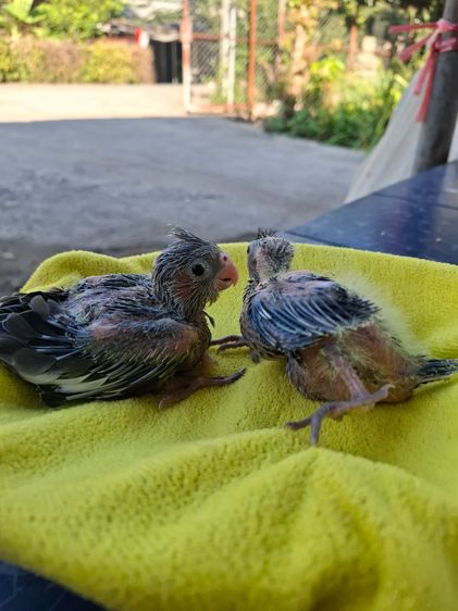 ลูกป้อนนกค๊อกคาเทล