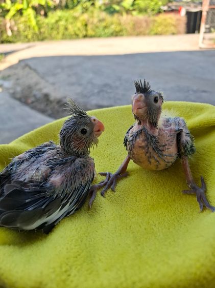 ลูกป้อนนกค๊อกคาเทล รูปที่ 3