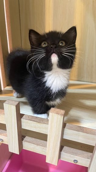 ❌ได้บ้านแล้ว❌มั้นกิ้น ขาสั้น (เมีย) รูปที่ 3