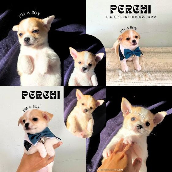 ชิวาวา (Chihuahua) เล็ก ลูกหมา ชิวาวา ผสม ปอม 