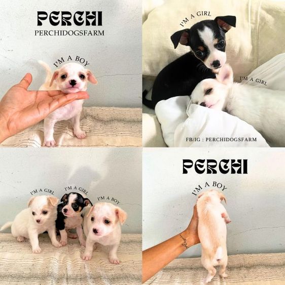 ชิวาวา ชาย1 หญิง2