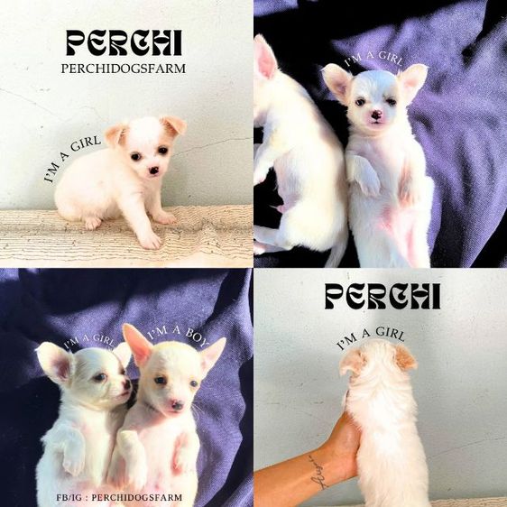 ชิวาวา ชาย1 หญิง2 รูปที่ 3