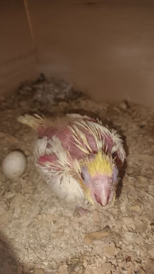 นกคอกคาเทค เหลืองตาแดง