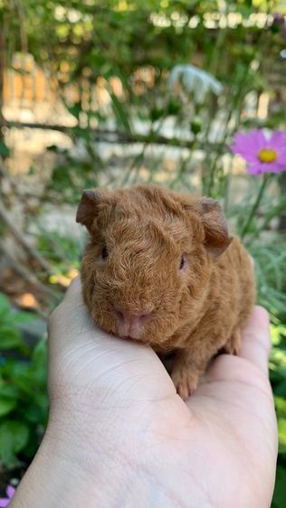 แกสบี้ เท็ดดี้