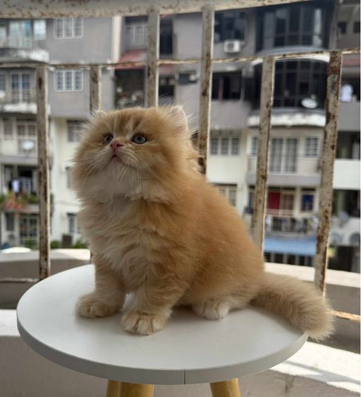 British Longhair รูปที่ 2