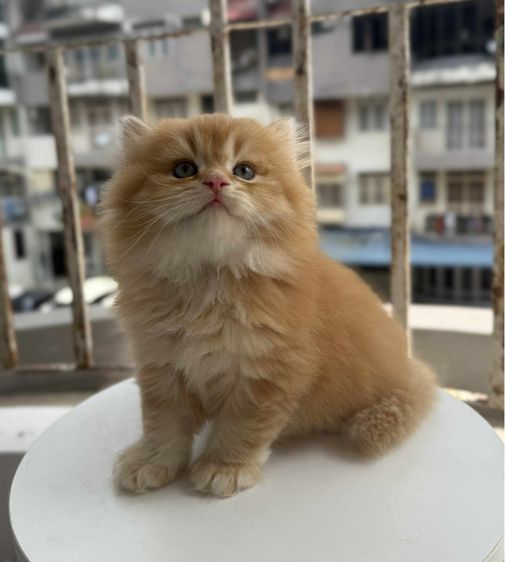 British Longhair