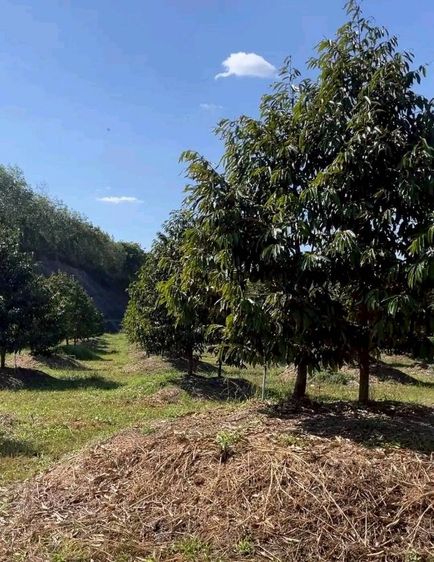 ใช่ ขายสวนทุเรียน 29 ไร่ รูปที่ 3