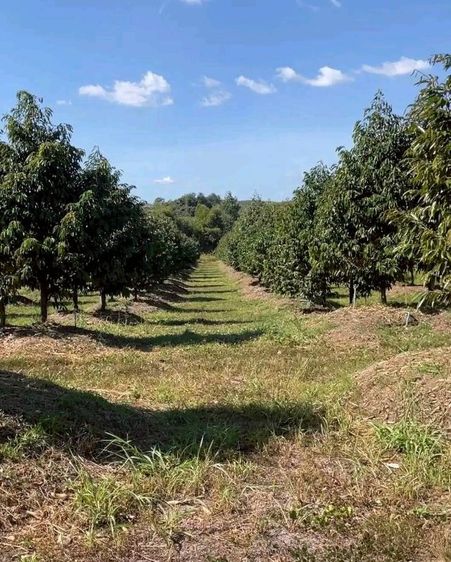 ใช่ ขายสวนทุเรียน 29 ไร่ รูปที่ 4