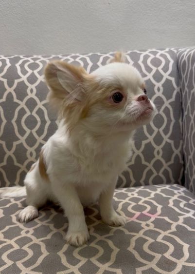 ชิวาว่า รูปที่ 4