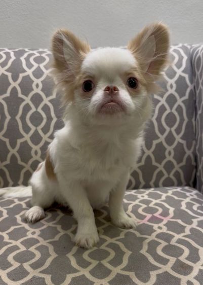 ชิวาว่า