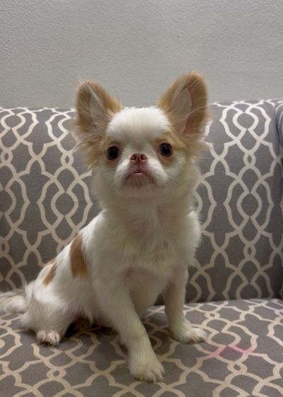 ชิวาว่า รูปที่ 2