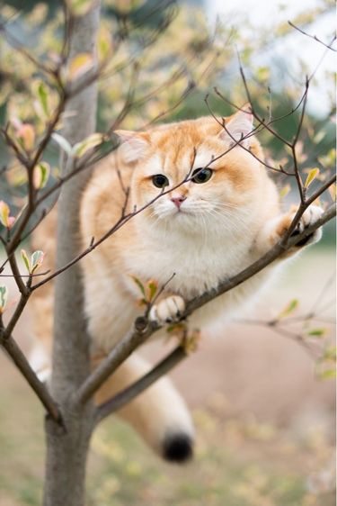 แมวบริติช british shorthair เพศหญิง รูปที่ 6