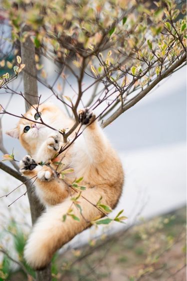 แมวบริติช british shorthair เพศหญิง รูปที่ 2