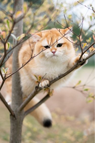 แมวบริติช british shorthair เพศหญิง