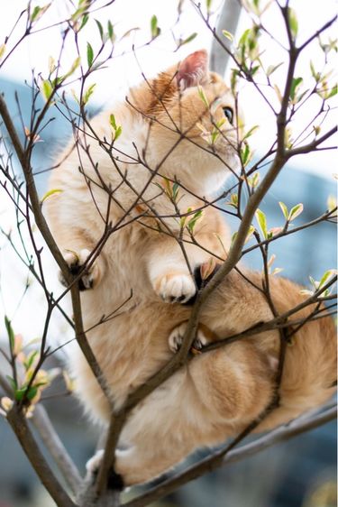 แมวบริติช british shorthair เพศหญิง รูปที่ 5