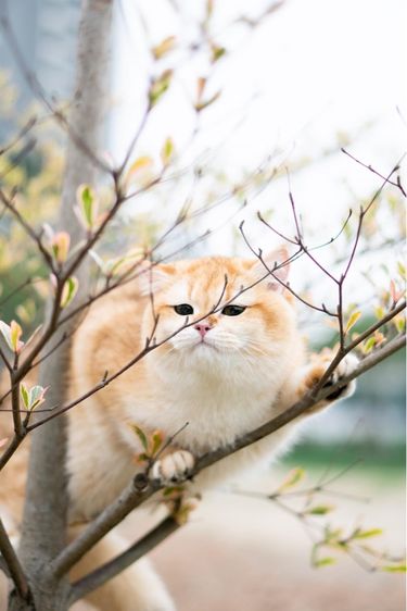 แมวบริติช british shorthair เพศหญิง รูปที่ 7
