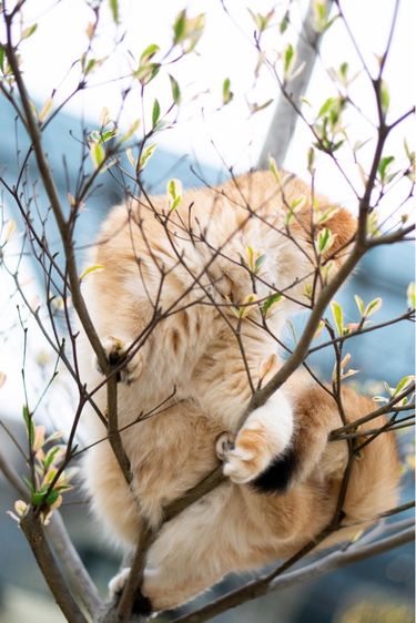 แมวบริติช british shorthair เพศหญิง รูปที่ 8