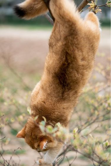 แมวบริติช british shorthair เพศหญิง รูปที่ 3