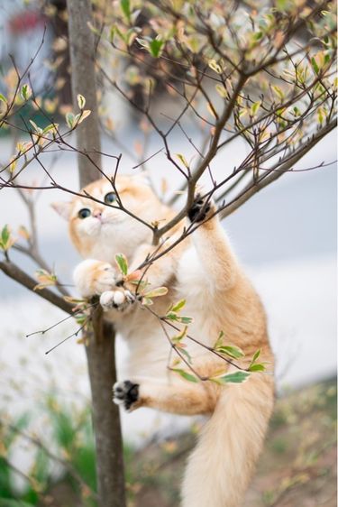แมวบริติช british shorthair เพศหญิง รูปที่ 4