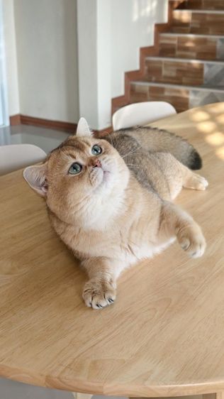 หนุ่มบริติช ny11 ใบเพ็ด Wcf รูปที่ 7