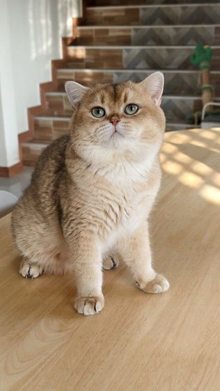 หนุ่มบริติช ny11 ใบเพ็ด Wcf รูปที่ 2