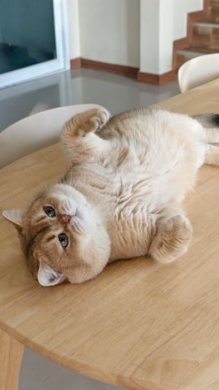 หนุ่มบริติช ny11 ใบเพ็ด Wcf รูปที่ 5