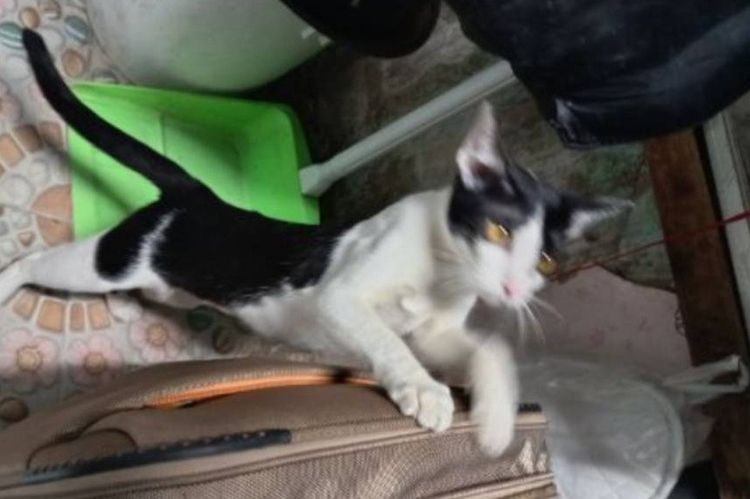 แมวเพศผู้และเมียอายุ7เดือน รูปที่ 7