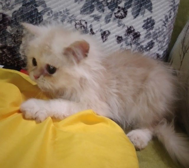 ขายแมวเปอร์เซีย