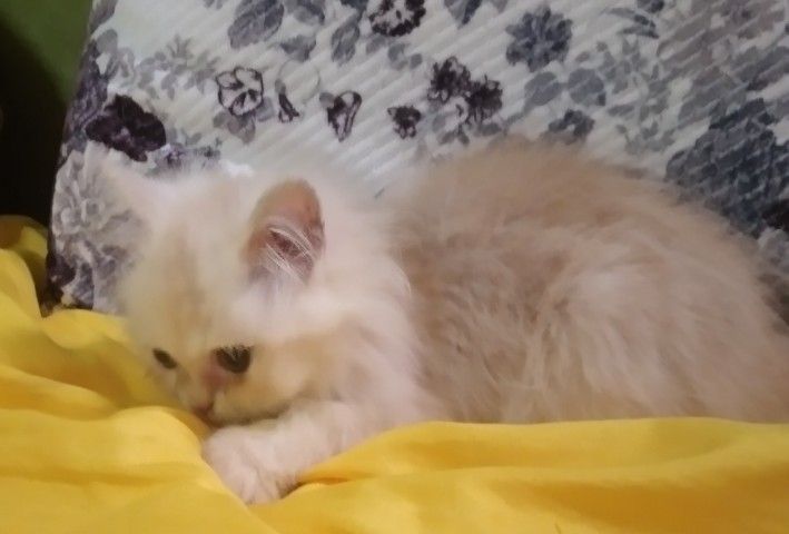 ขายแมวเปอร์เซีย รูปที่ 5
