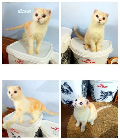 สก๊อตติช3เดือนกับ4เดือน พ่อบริติชมันช์กิ้นนำเข้า รูปที่ 3