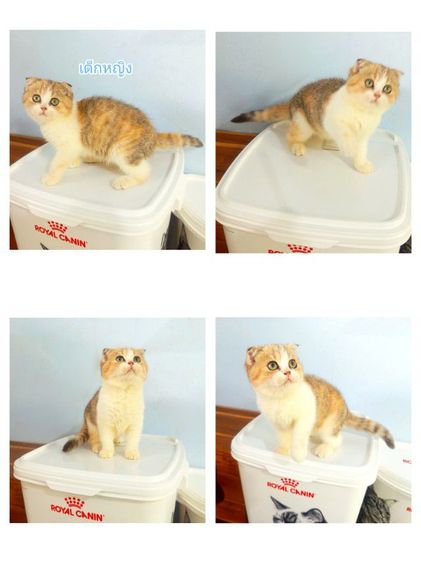 สก็อตติช โฟลด์ (Scottish Fold) สก๊อตติช3เดือนกับ4เดือน พ่อบริติชมันช์กิ้นนำเข้า